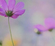 心が辛い方にカウンセリングします 今まで、いろいろな方をみてきました。あなたの灯になります。