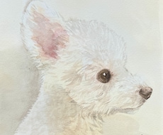 ワンちゃんの似顔絵を透明水彩画で描きます