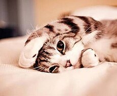 貴方を快眠へ導きます。但し、30分だけ投資頂きます イメージ1