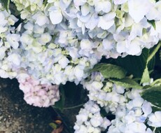 自死遺族の方のお話聞きます 辛く誰にも言えない話し少し話しませんか？（私も自死遺族です）