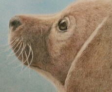 期間限定　ペット色鉛筆画描きます プレゼントや思い出作りに温もりのある一枚をどうぞ。