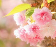 現役歯科衛生士がお話何でも聞きます イメージ1