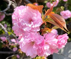 どのような内容も親身に優しくお話伺います ちょっとした会話で癒されて少しでもスッキリしてくださいね。