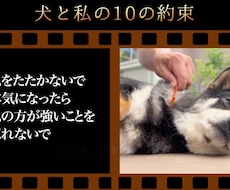 想いを形に、愛するペットのメモリアル動画ます イメージ1