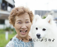愛犬の「ちょっと困った」行動の相談にのります 現役11年のトリマーが犬の行動学に基づいて問題解決に導きます
