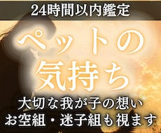 ペットの気持ちをアニマルコミュニケーションで視ます お空組歓迎、ペットの気持ちとあなたへのメッセージを知りたい方