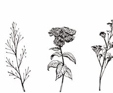 ビンテージペン画イラスト描きます ビンテージ調のイラストを描きます。