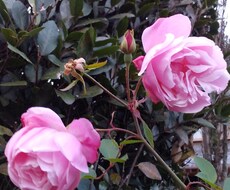 菊理媛のしらやまのむすひのアチューメントを致します イメージ1