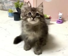 パニック障害・躁鬱メンタルケアします イメージ1