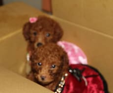 犬の相談　妊娠　出産　子育て　しつけ相談答えます イメージ1