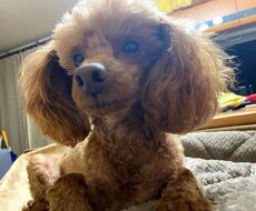 ワンちゃん、ネコちゃんの相談のります イメージ1