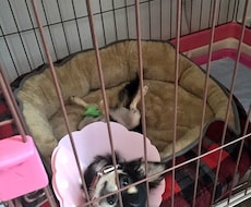 ワンちゃんネコちゃんを飼っている方、飼うのを悩んでいる方、愛犬のしつけで困っている事ご相談乗ります！ イメージ1