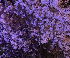 認知症の家族との生活サポートします イメージ1