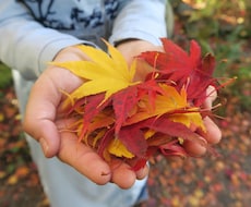 カナダでの子育て情報教えます イメージ1