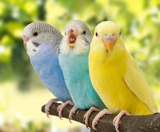 動物(セキセイインコ、猫)に関するお話しをします イメージ1