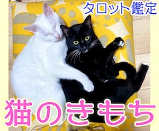 猫ちゃんの気持ち伝えます イメージ1