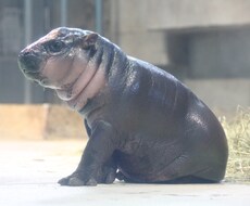 動物園・水族館の撮影代行を致します イメージ1