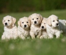 子犬の購入先の相談に乗ります イメージ1