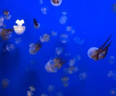 ズバッと言います！モヤモヤ解決させて頂きます イメージ1
