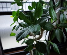 観葉植物育成の相談に乗ります 葉が全部落ちたガジュマル、ヒョロヒョロのパキラが復活！？