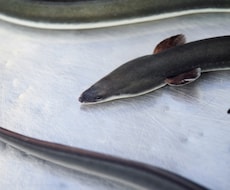 簡単仕掛けで、天然ウナギ釣り方教えます 初めてでも、仕掛け作れて針まで結べ、釣り方まで解説してます
