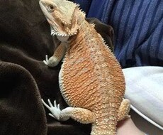 フトアゴヒゲトカゲの飼育について答えます イメージ1