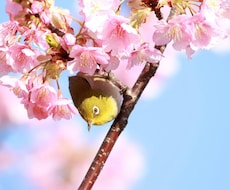 小鳥の写真提供します イメージ1