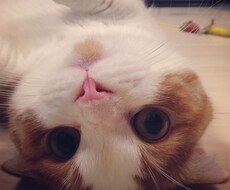 家の猫の写真を差し上げます。 イメージ1