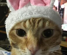 少しの時間でも、あなたの癒しになります イメージ1