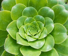 人生に役立つ、一つの矛と盾をお教えします 生まれてから死ぬまで人に大きな影響を与えるサルマネの力とは？
