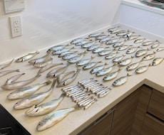 はじめての魚釣り！をお手伝いします イメージ1