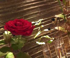 【東洋占術】占い屋ライムライトのお悩み相談【西洋占術】