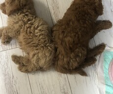 ADHDの子供を持つ親の話をゆっくりききます イメージ1