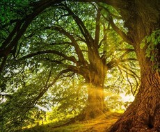 森羅万象、人、動物、植物、物などに残る魂を視ます 霊界と繋がり言葉をお伝えさせて頂きます。