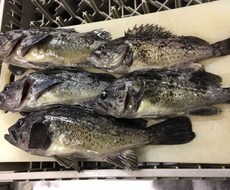 わからない！釣り初心者さんに教えます イメージ1