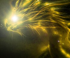 金龍神さまの神通術をします