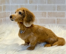 うちの子ワンちゃんお作りします 羊毛フェルトオーダーで愛犬をずっとそばに