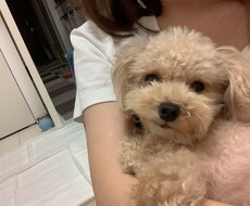 犬について色々教えます イメージ1