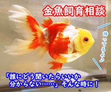 金魚の飼育、産卵、色揚げの方法など教えます 可愛い金魚のために出来る事、一緒に探してみませんか？