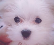 愛犬の気持ちをタロットで探ります 大切なペットの内なる感情を知りたいあなたへ