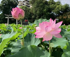 なんでもダイヤル。どんなお話しも伺います イメージ1