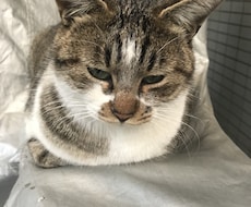 飼育員になりたい方、アドバイス、相談、承ります イメージ1