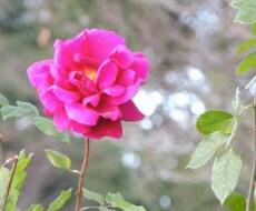 就職・転職・独立起業など、お仕事のご相談  ＜ 花開蝶来 ＞