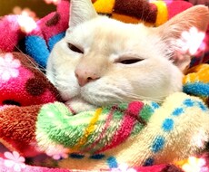 お話し聞きます イメージ1