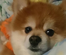 すぐわかる！相手と自分の相性教えます 【12時間以内】相性に合わせた対応策がありますよ(^^)