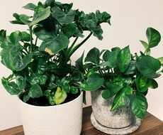 ご自宅の植物のお悩み聞きます イメージ1