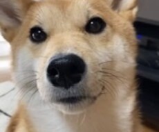 家族である柴犬の写真を送ります イメージ1
