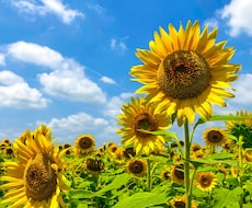 あなたのこころの悩みに寄り添います イメージ1