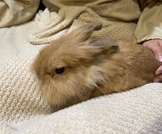 小動物関係の相談受けます イメージ1