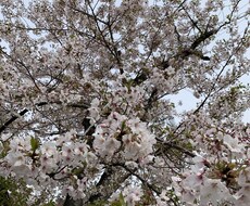 子育て、恋愛相談、栄養ダイエット相談もお受けします 管理栄養士で子育てアドバイザー、相談乗ります^_^